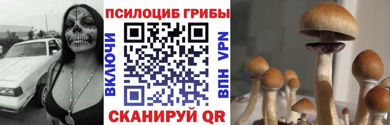 Галлюциногенные грибы Psilocybine cubensis  Купить где  Кувшиново 